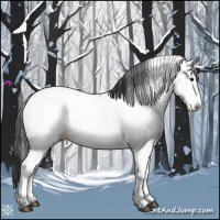 Horse Color:Grullo Appaloosa 