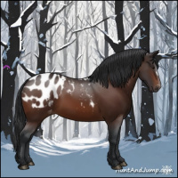 Horse Color:Bay Appaloosa 