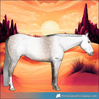 Horse Color:Gray Amber Champagne 
