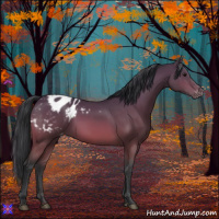 Horse Color:Bay Appaloosa 