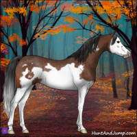 Horse Color:Bay Splash Frame Rabicano 