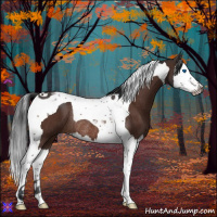 Horse Color:Brown Splash Tobiano Rabicano 
