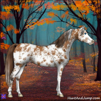 Horse Color:White Spotted Buckskin Splash Appaloosa