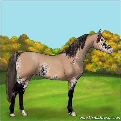 Horse Color:White Spotted Amber Champagne 