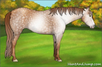 Horse Color:Gray Gold Champagne