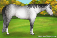 Horse Color:Gray White Spotted Brown 