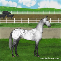 Horse Color:Gray Black Appaloosa 