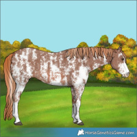 Horse Color:Chestnut Sabino 