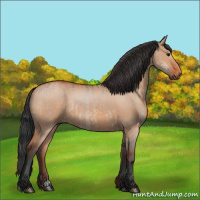 Horse Color:Bay Dun  and Bay Dun 