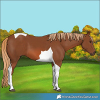 Horse Color:Chestnut Tobiano