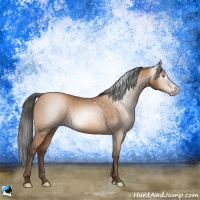 Horse Color:Gray Amber Champagne 