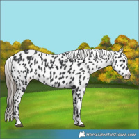 Horse Color:Black Appaloosa Rabicano 