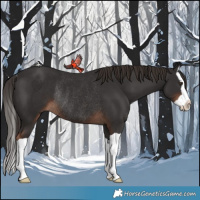 Horse Color:Liver Chestnut Splash Rabicano 