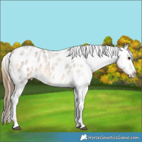 Horse Color:Buckskin Ice Roan Tobiano Appaloosa