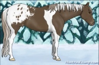 Horse Color:Chocolate Palomino Tobiano Appaloosa