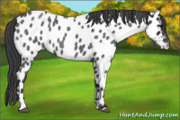 Horse Color:Blue Roan Near Leopard 