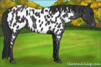 Horse Color:Blue Roan Near Leopard 
