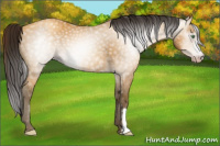 Horse Color:Gray Amber Cream Champagne 