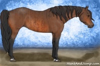 Horse Color:Bay  and Bay 