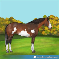 Horse Color:Bay Splash Frame Rabicano 