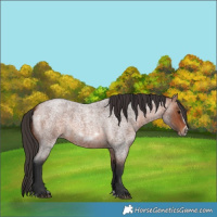 Horse Color:Bay Roan Splash Frame Rabicano 