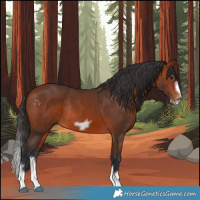 Horse Color:Bay Splash Frame Rabicano 