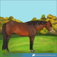 Horse Color:Bay Splash Frame Rabicano 