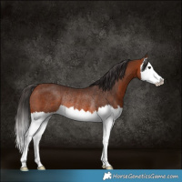 Horse Color:Bay Splash Rabicano 