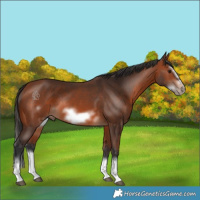 Horse Color:Bay Splash Frame Rabicano