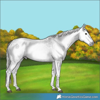 Horse Color:Gray White Spotted Black  and Gray White Spotted Black 