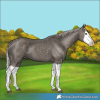 Horse Color:Silver Black Splash 