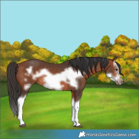 Horse Color:Bay Splash Frame Rabicano 