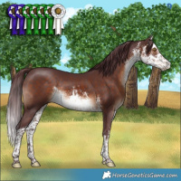 Horse Color:White Spotted Chocolate Brown Rabicano 