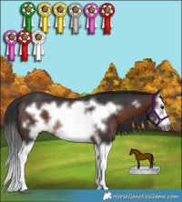 Horse Color:Brown Splash Frame Rabicano 