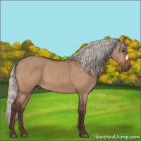 Horse Color:Silver Bay Dun