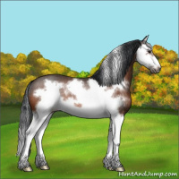 Horse Color:Bay Splash Frame Rabicano 
