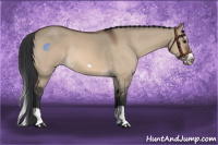 Horse Color:Bay Dun Splash Frame Rabicano 