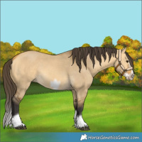 Horse Color:Buckskin Dun Splash Frame Rabicano 