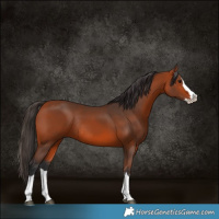 Horse Color:Bay Splash Rabicano 