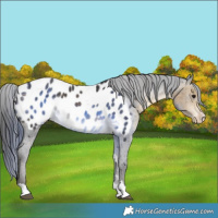Horse Color:Buckskin Appaloosa 