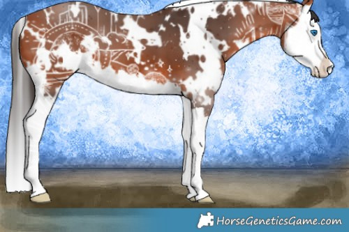 Horse Color:White Spotted Bay Splash 
