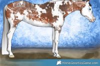 Horse Color:White Spotted Bay Splash 