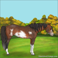 Horse Color:Bay Splash Frame Rabicano 