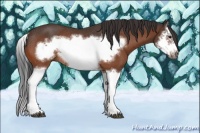 Horse Color:Bay Splash Frame Rabicano 