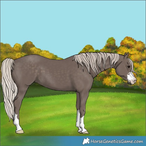 Horse Color:Silver Black 