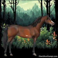 Horse Color:Bay Splash Frame Rabicano