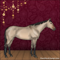 Horse Color:Bay Dun