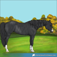 Horse Color:Black Rabicano 