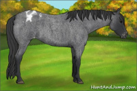 Horse Color:Blue Roan Appaloosa