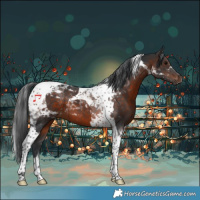 Horse Color:Brown Tobiano 